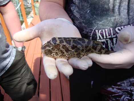 puffer fish, Jupiter