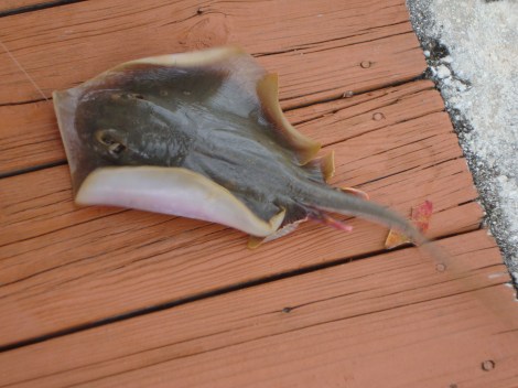 sting ray