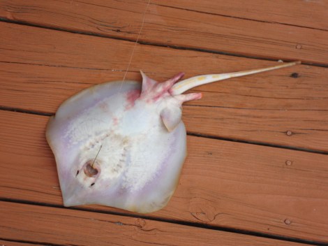 sting ray