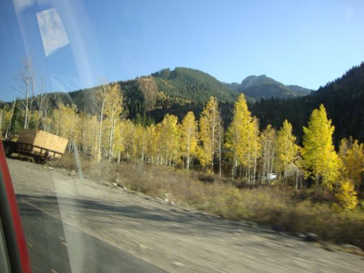 aspen trees salt lake city