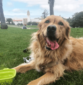 dolores park, golden retriever